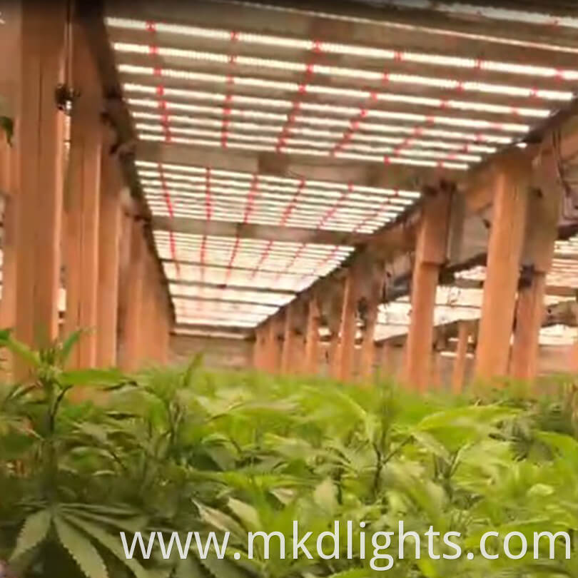 1200w grow light